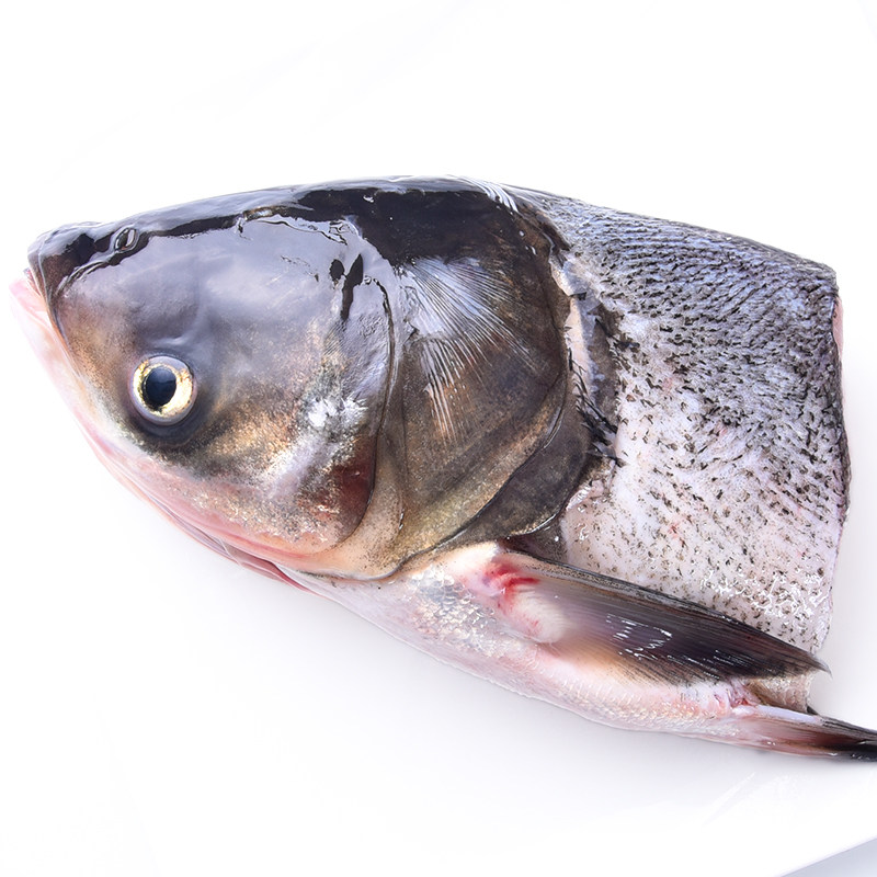 花鲢火锅煲汤花莲老店十年鱼头鲜活新鲜活左右淡水鱼类
