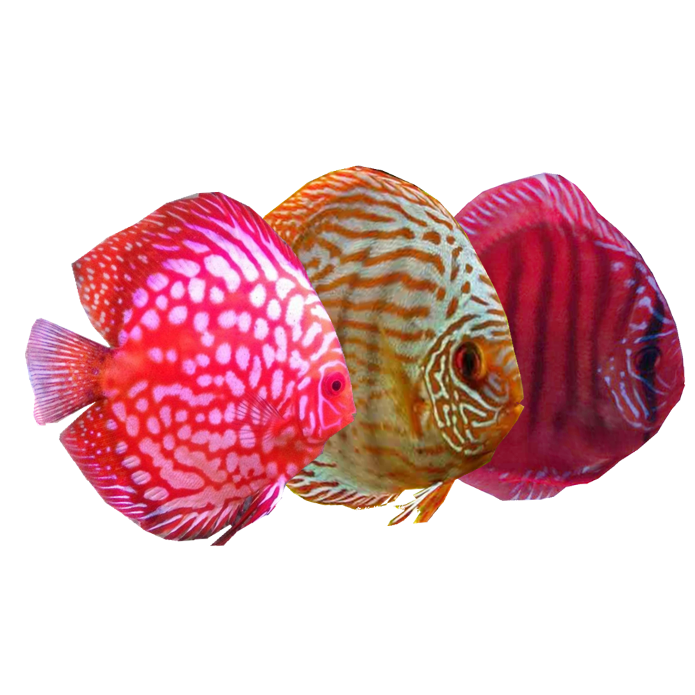 热带淡水水族七彩神仙鱼宠物观赏鱼厘米品种规格鱼