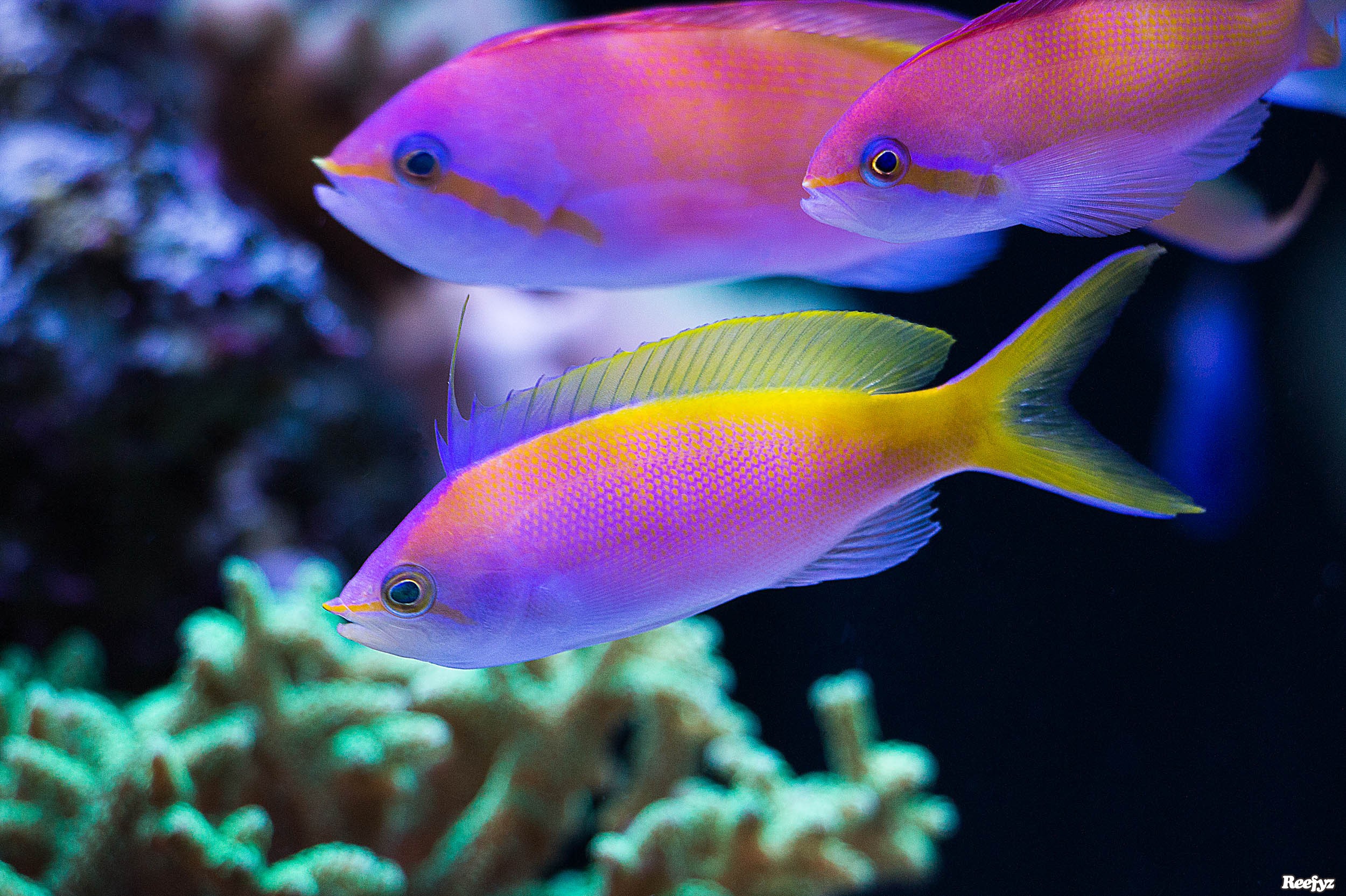 海水宝石鱼海金鱼紫罗兰蓝眼夏威夷紫印活体观赏鱼鱼