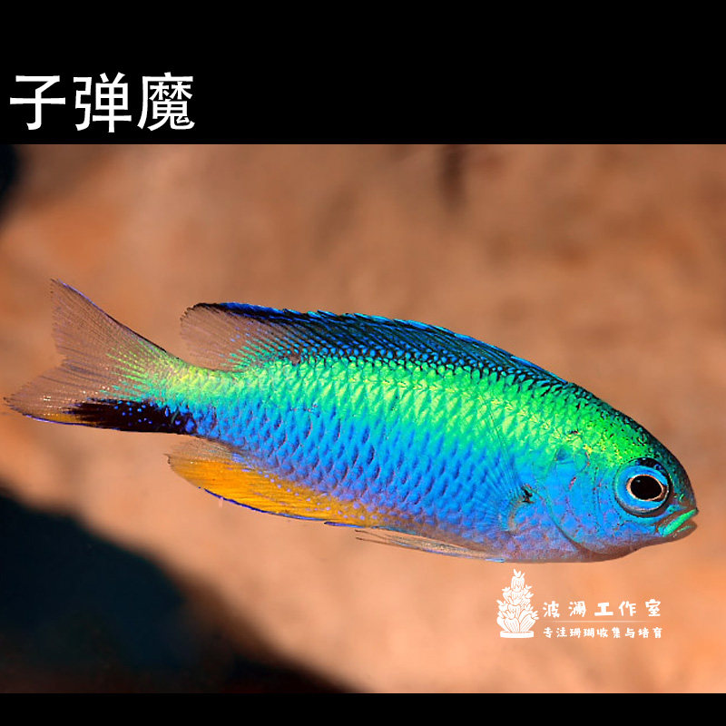 黄尾蓝魔 斐济魔海水鱼活体新手海缸 子弹魔 三点白 四间雀 青魔 - 爱