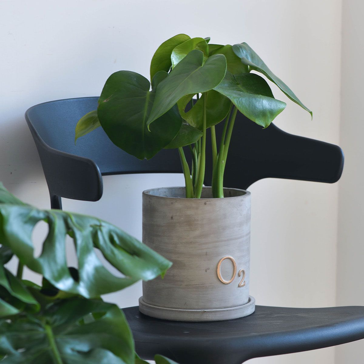 绿植暖暖半岛龟背北欧室内客厅餐厅软装ins绿植