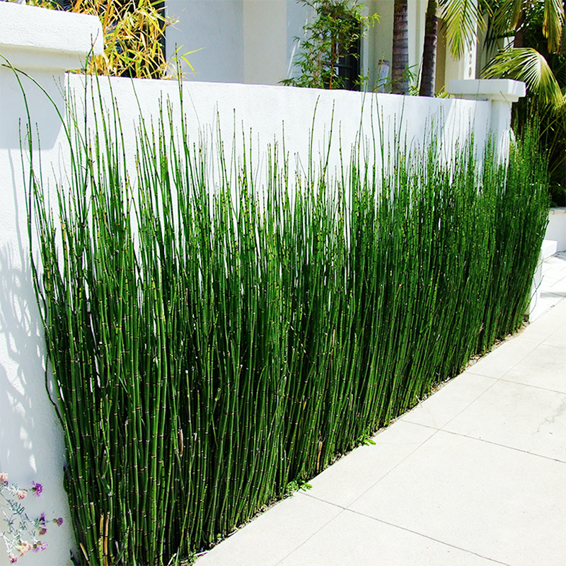 暖暖花境 木贼 日式枯山水造景草水生植物易成活