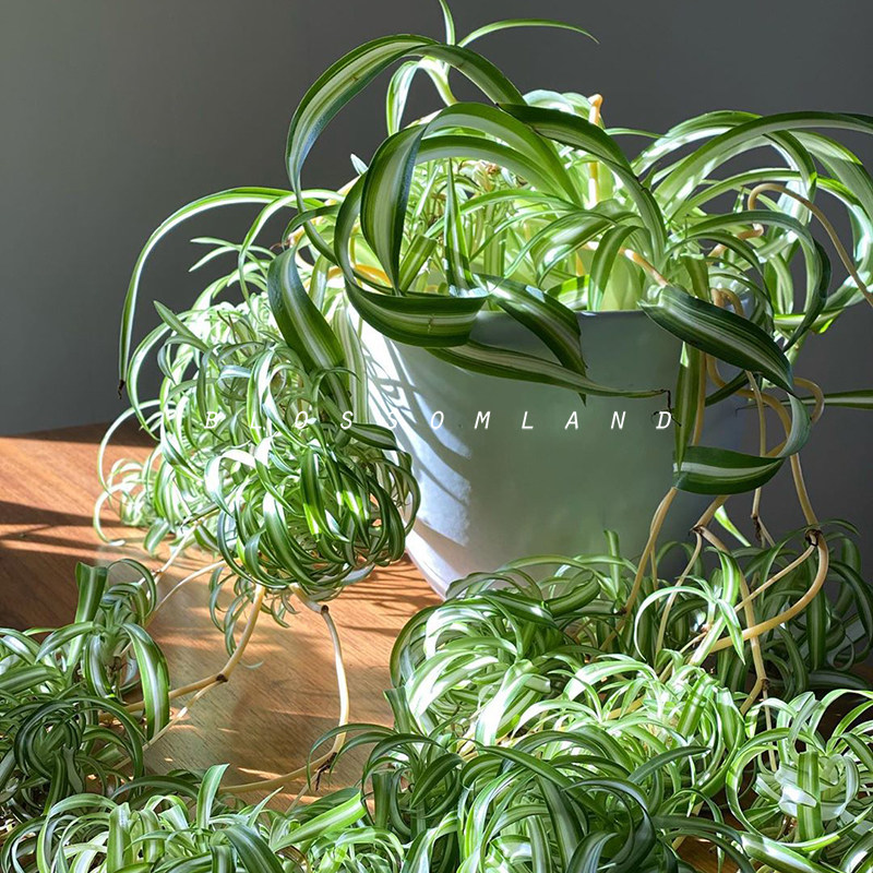 暖暖半岛卷叶吊兰法国女郎自然卷进口多年生常绿绿植