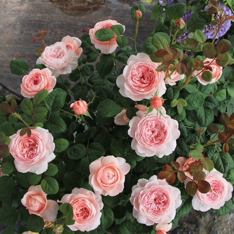 暖暖半岛 瑞典女王玫瑰月季欧月经典灌木月季勤花抗病扦插苗 - 暖暖