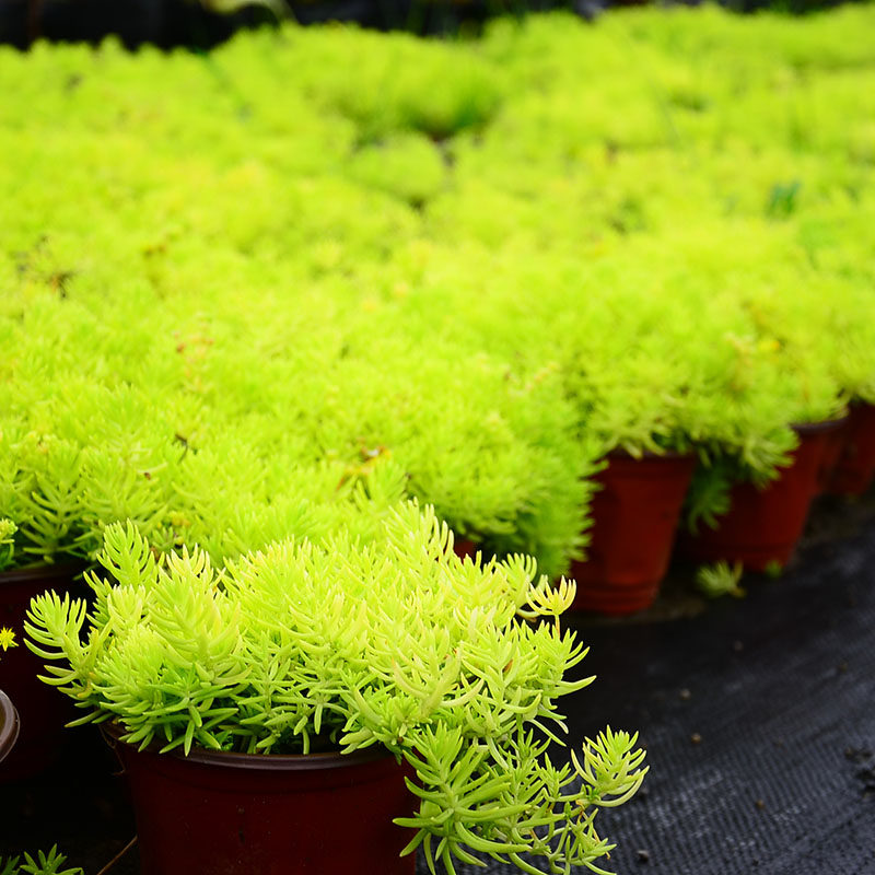 草皮佛甲草草石竹中华景天日本麦冬耐寒耐热宿根