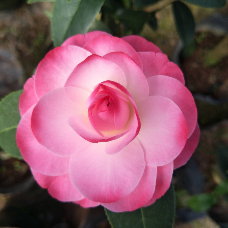 迷茫春天茶花进口名贵精品稀有品种原生嫁接时令草本花卉