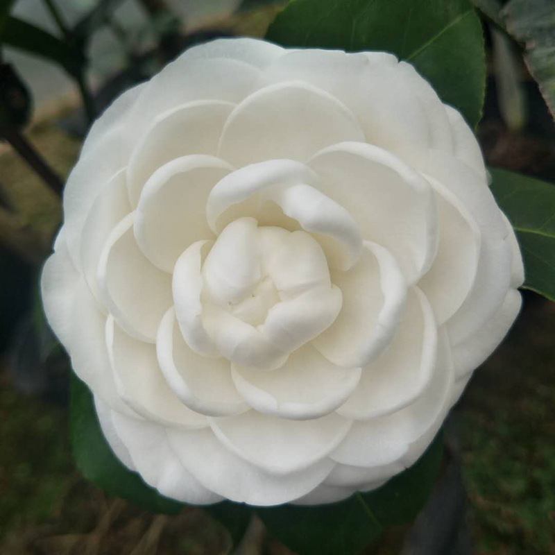 东方亮白色茶花绿植名贵花卉阳台庭院花苗植物时令草本花卉