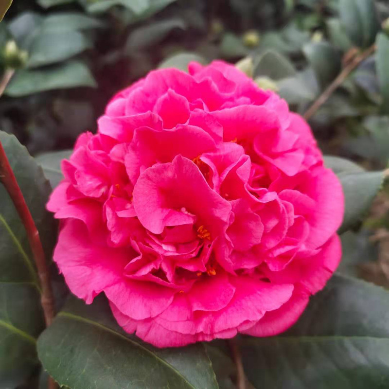 瑞墨牡丹茶花树苗盆栽巨型山茶花名贵品种浓香时令草本花卉