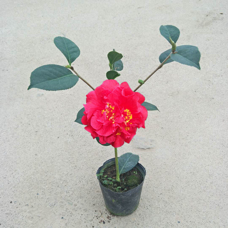 帕克斯先生盆栽树苗杂巨花型名贵花卉庭院阳台时令草本花卉