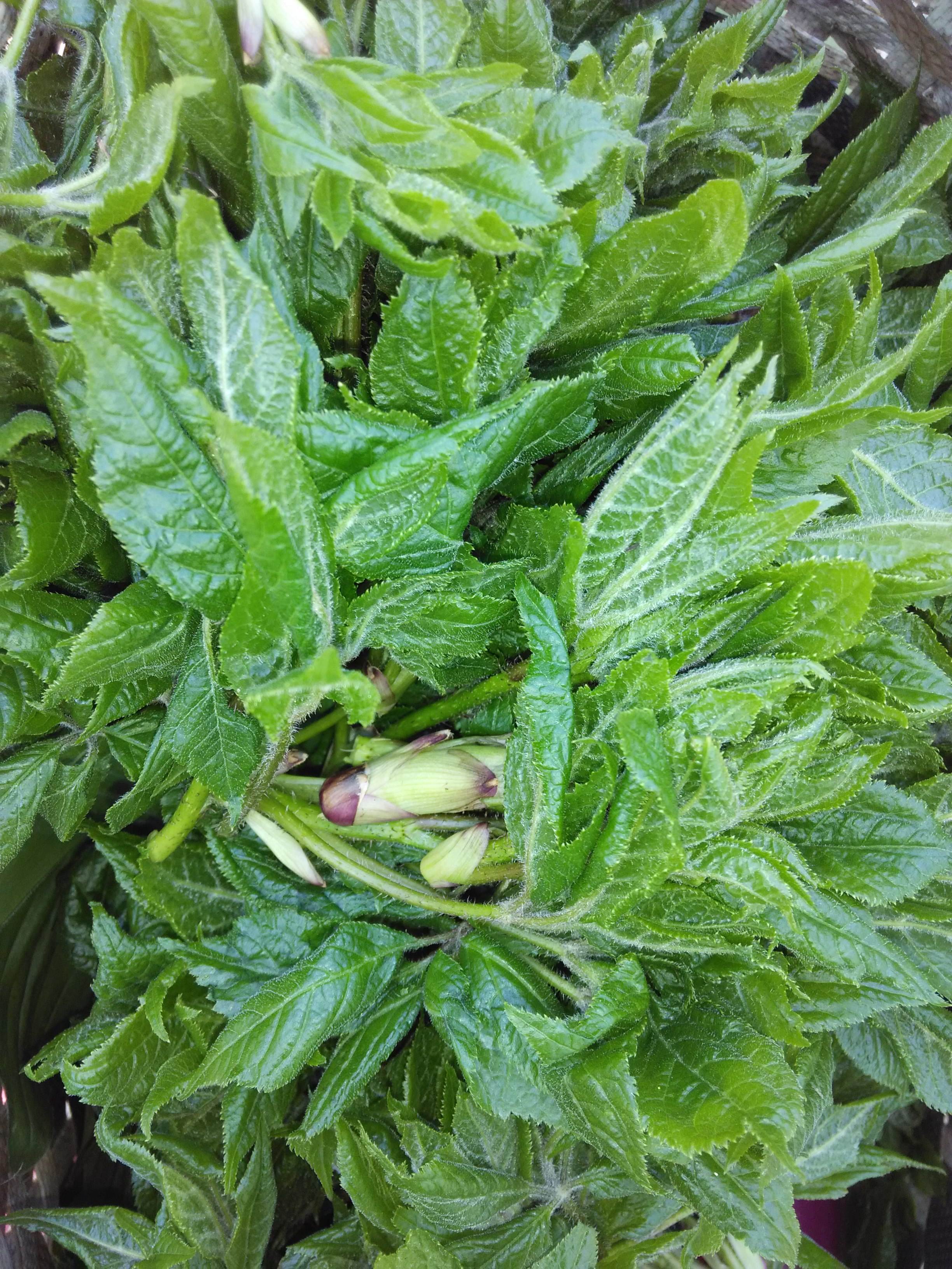 刺骨加野菜图片