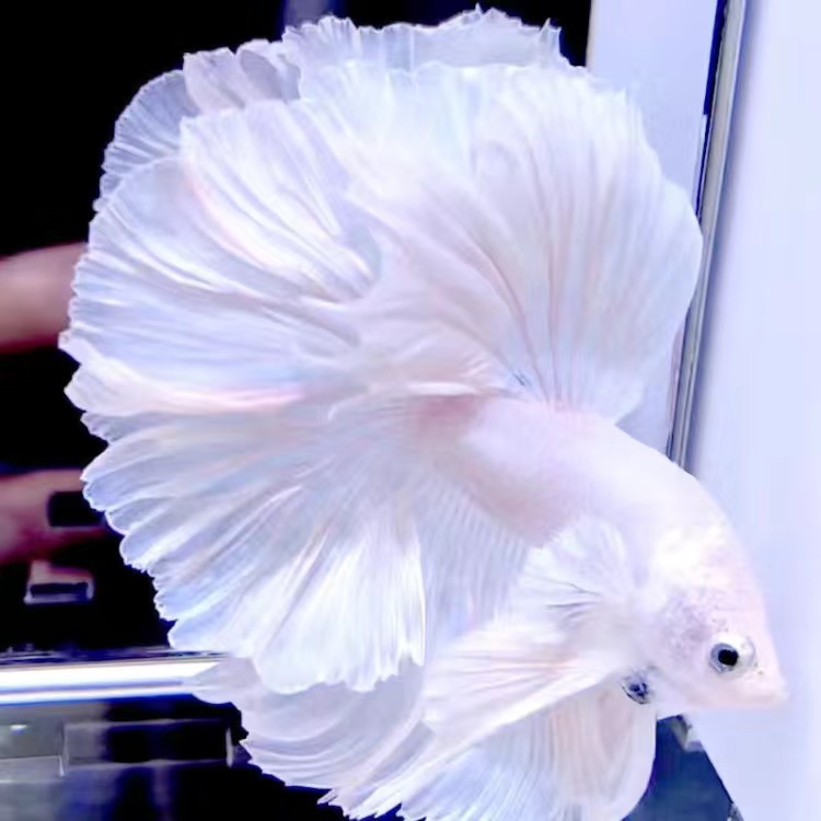 泰国斗鱼母鱼七彩婚纱观赏鱼桌面小宠宠物小型鱼