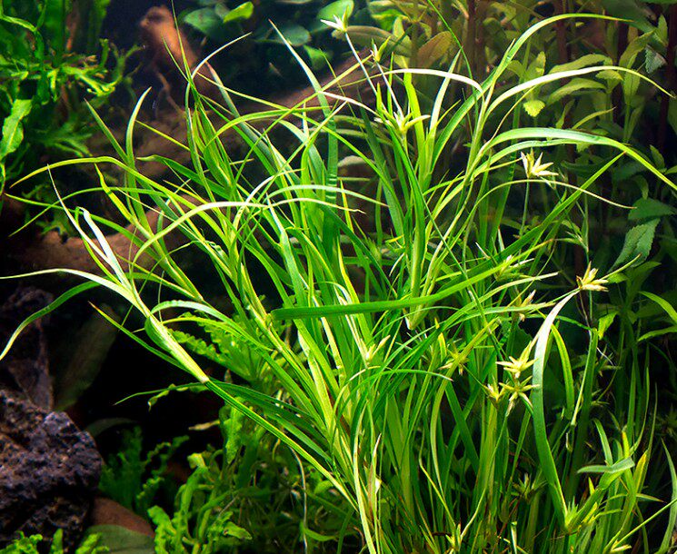稀有品种赤焰灯芯风车箦藻水草水中中叶鱼缸水草