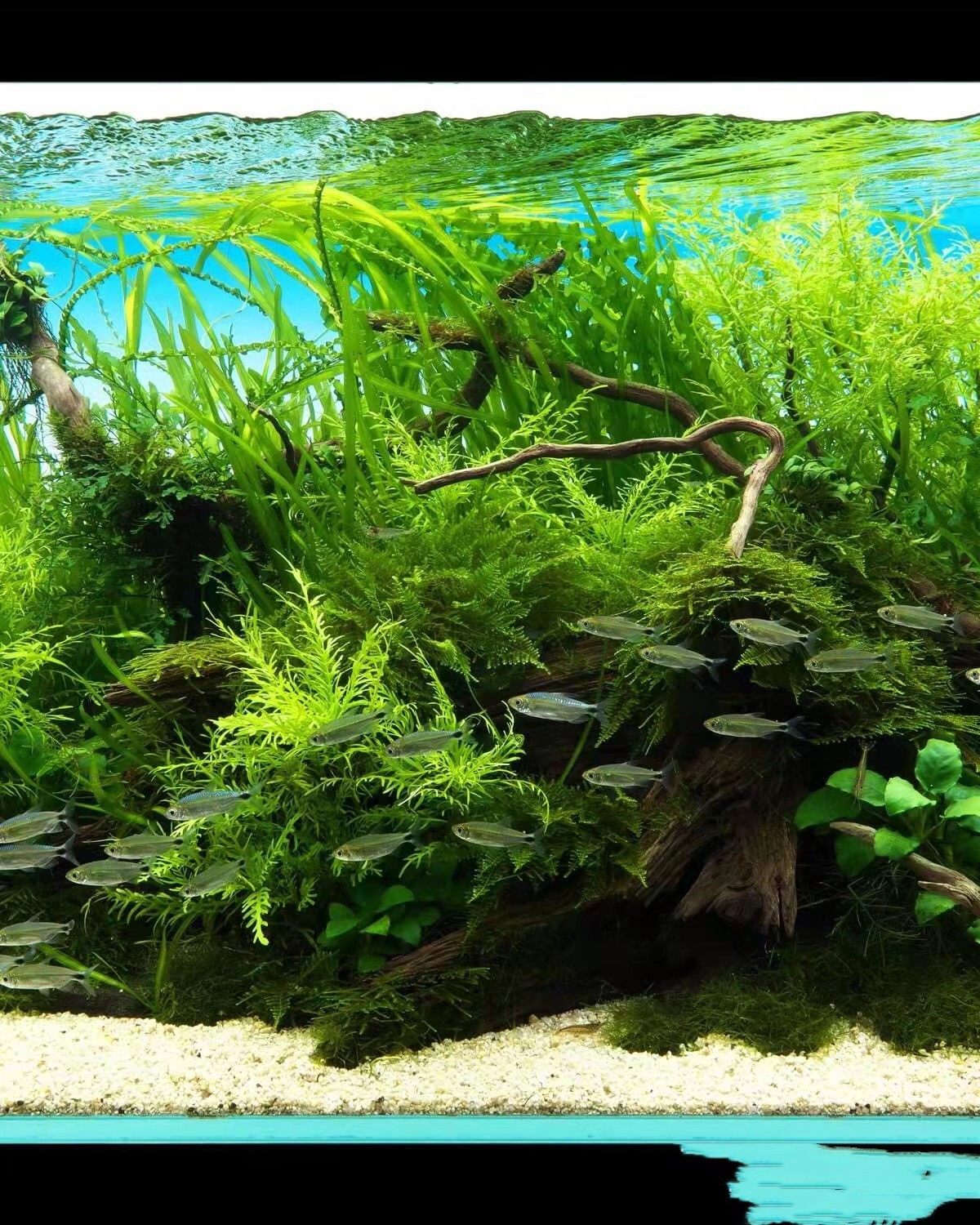 活体懒人易活水下叶水罗兰水草水中中叶自家水草