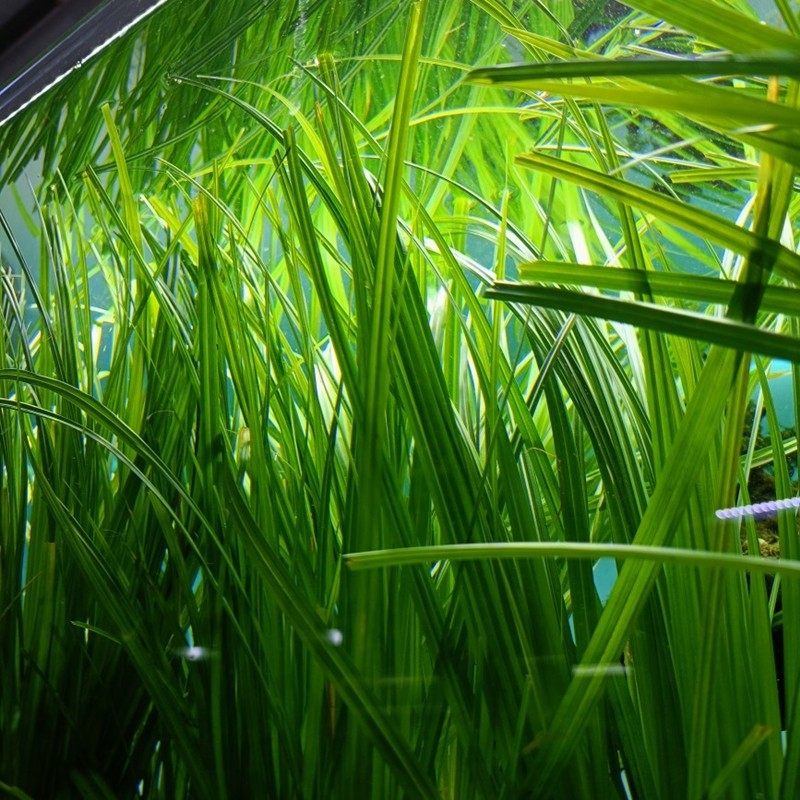 南美背景植物真宗泰国水剑水草ada造景后景水草