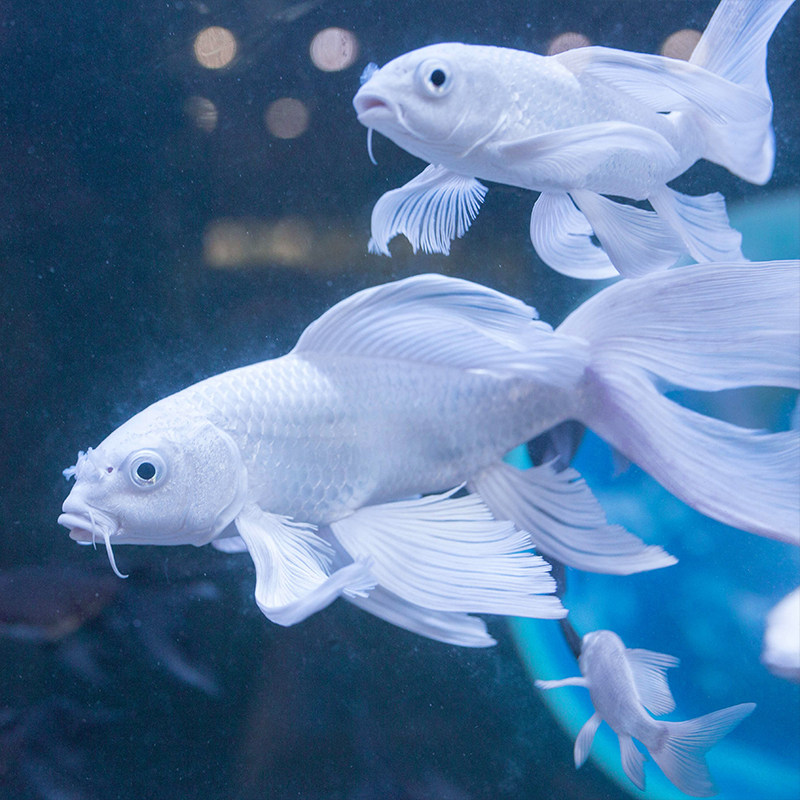 台湾蝴蝶活体观赏观赏鱼鱼苗白金冷水淡水锦鲤鱼