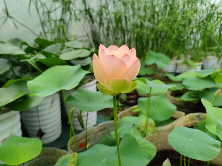 江南春苗子花卉鲜花鱼池庭院室内阳台碗莲花种花卉