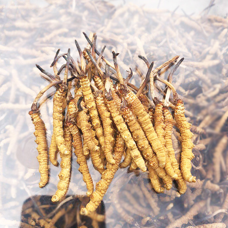 西藏那曲比如县冬虫夏草4根1克2019精选野新鲜生头期草干虫草包邮