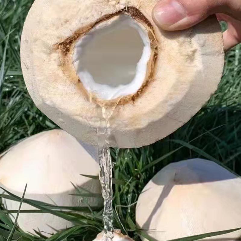 椰子水甜新鲜海南椰青现摘孕妇水果带皮嫩椰椰青