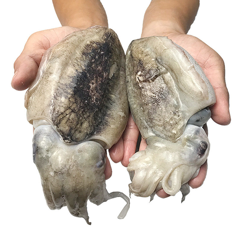 新鲜墨鱼速冻发货宁波舟山码头东海海鲜乌贼冷冻墨鱼