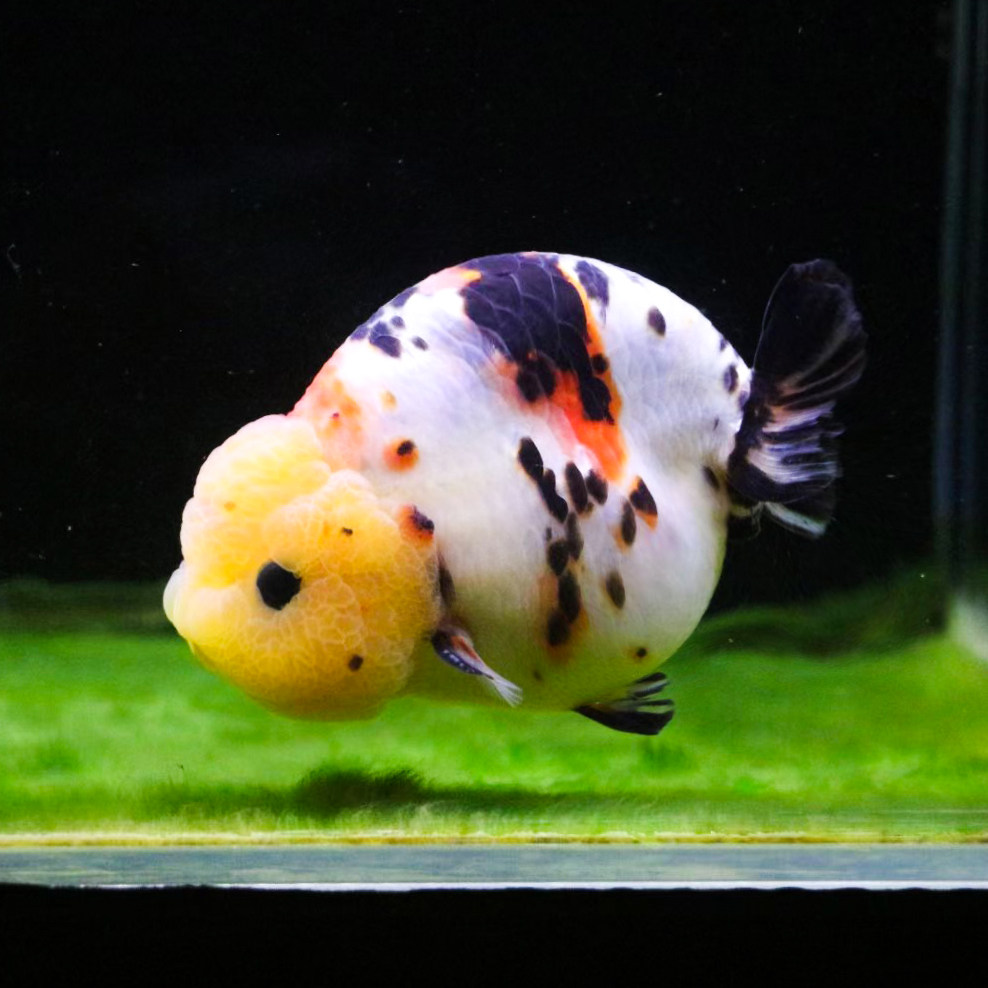 潘氏冷水新手养活耐活奶牛水族鱼苗小尾观赏鱼鱼