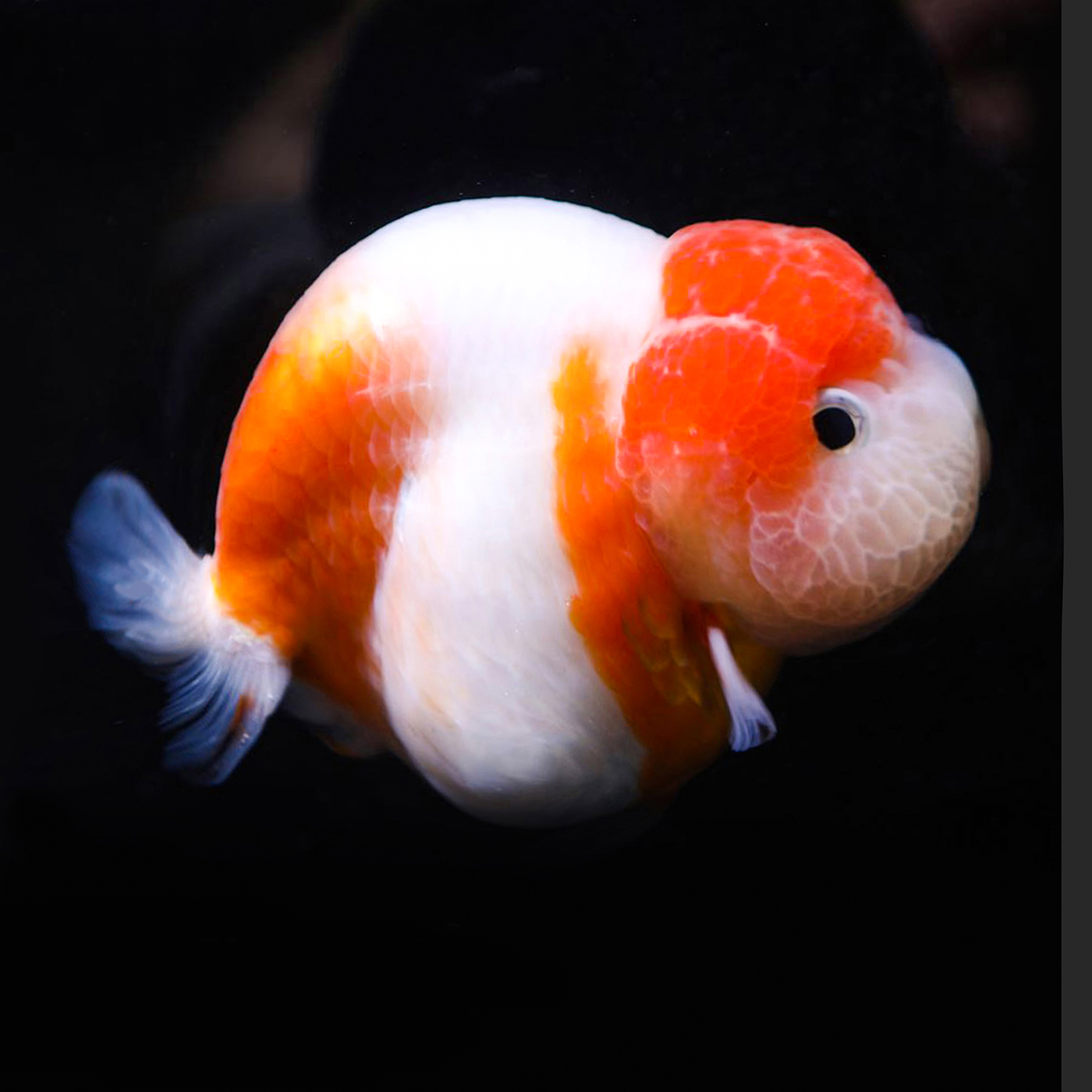 潘式小尾兰金鱼活体精品奶牛活鱼观赏鱼冷水中型鱼