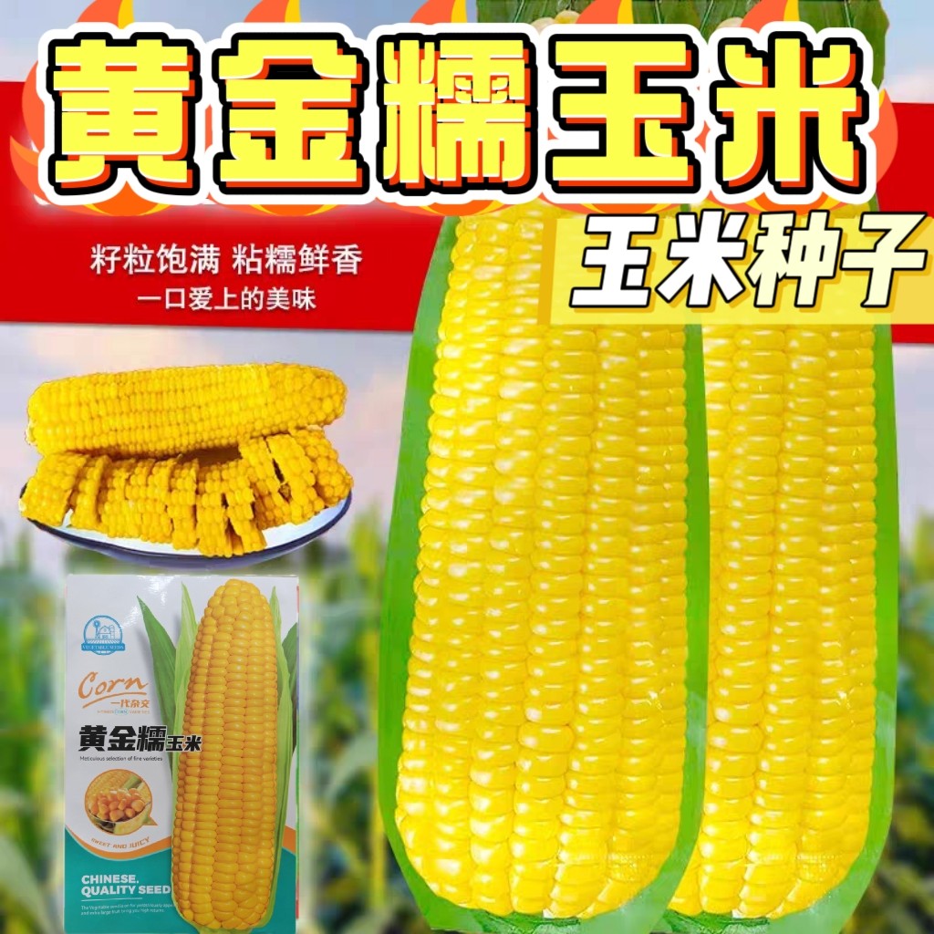 黄金糯玉米种子,种出属于你的甜蜜小天地