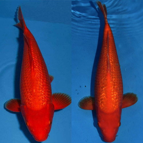 锦鲤火鲤活体日本纯种红色观赏鱼风水丹顶鲤鱼鱼