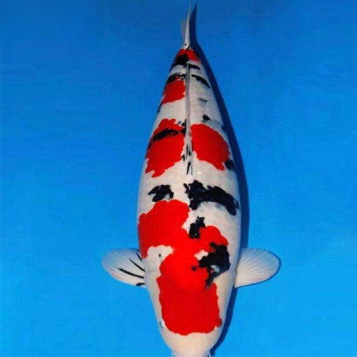 锦鲤三色大正活体日本纯种观赏鱼风水冷水鱼鱼