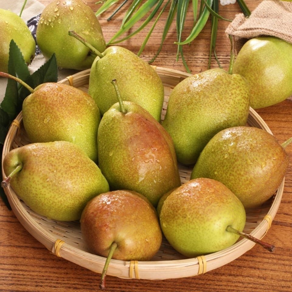 水果红香酥梨梨子现摘现发新鲜脆甜香梨10斤梨