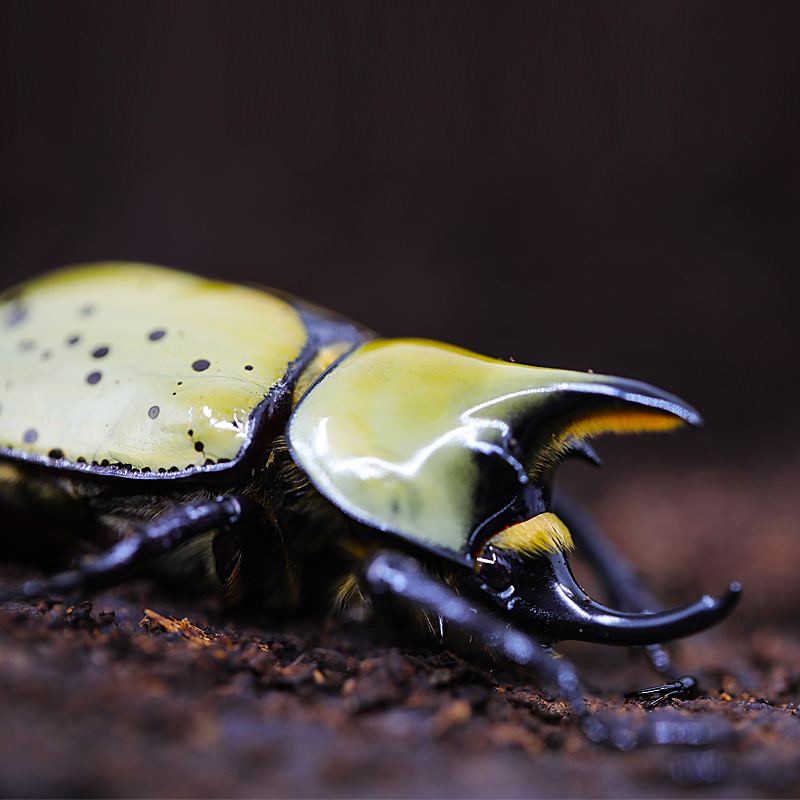 美东白兜独角仙甲虫宠物成虫幼虫金龟巨型超大特色爬宠