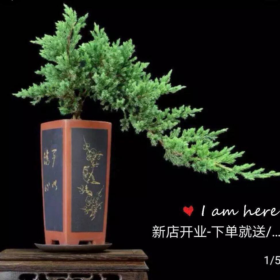 盆栽地柏盆景迎客松造型松柏室内室外庭院办公桌花卉