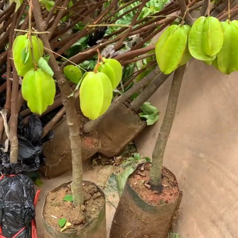 嫁接带土树苗结果当年盆栽院地四季纯庭院果树果树