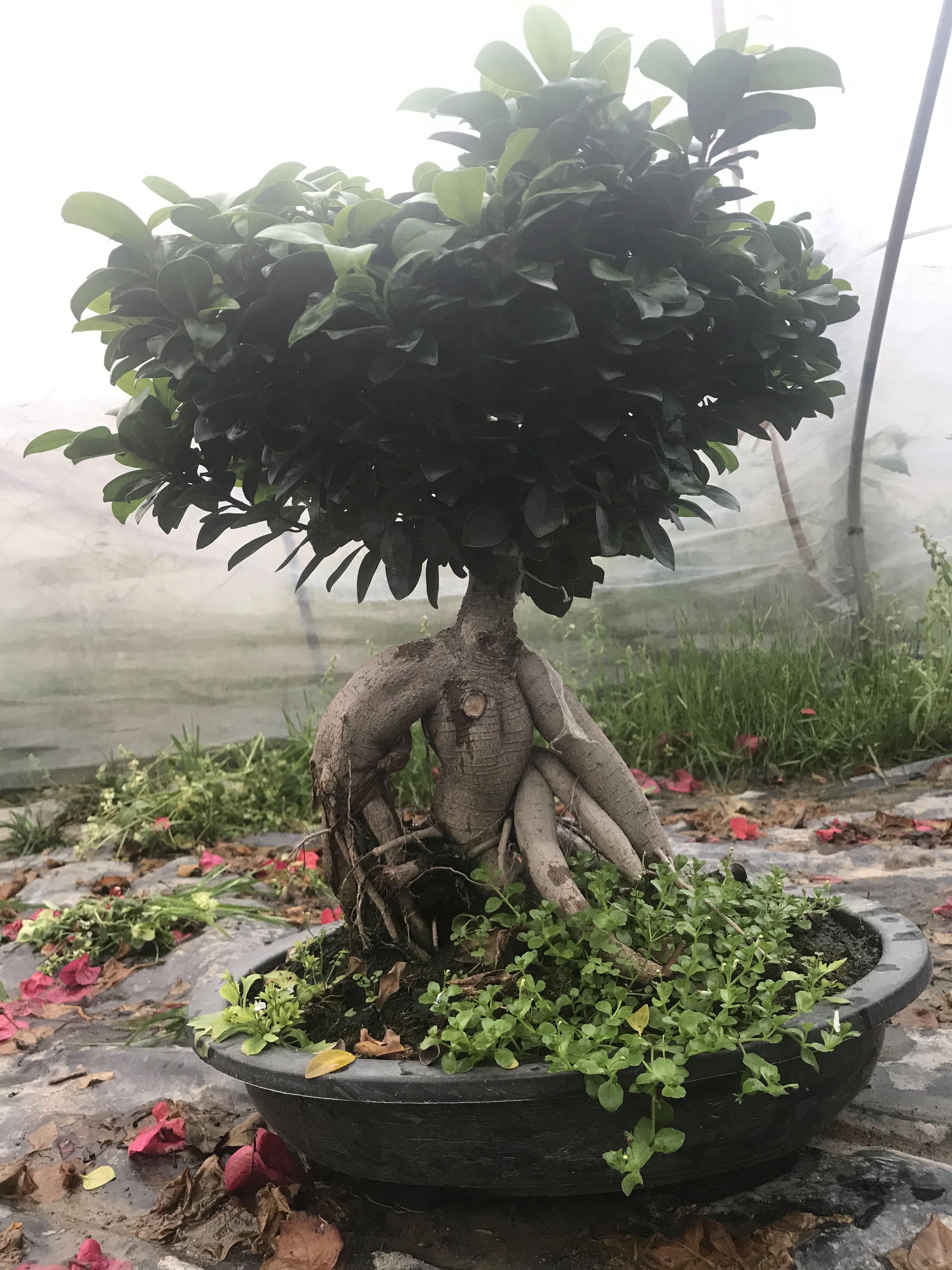 榕树四季常青地瓜树桩盆景室内办公植物植物人绿植