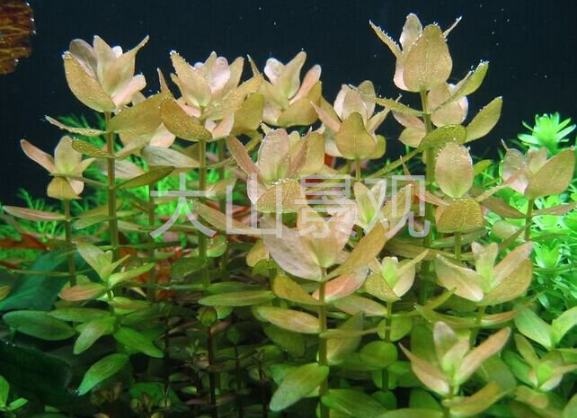 虎耳绿虎水草淡水叶淡水水下自养后景中后造景水草