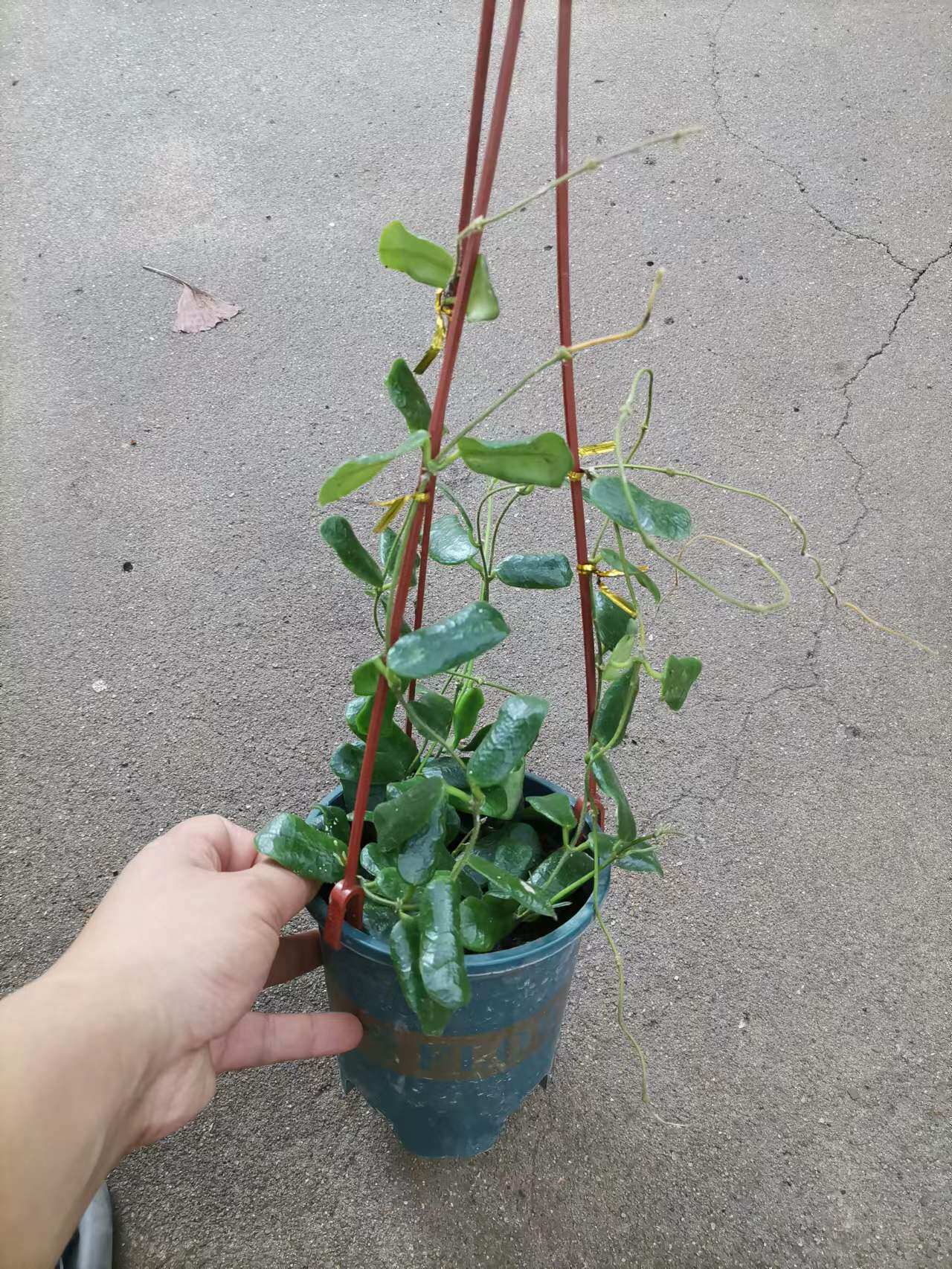 耐热花卉小方叶球兰香味味好卧室阳台净化空气垂吊时令草本花卉