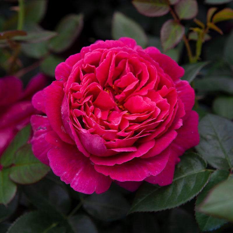 真彩领带中苗暗红色大花浓香耐热耐晒抗病月季时令草本花卉