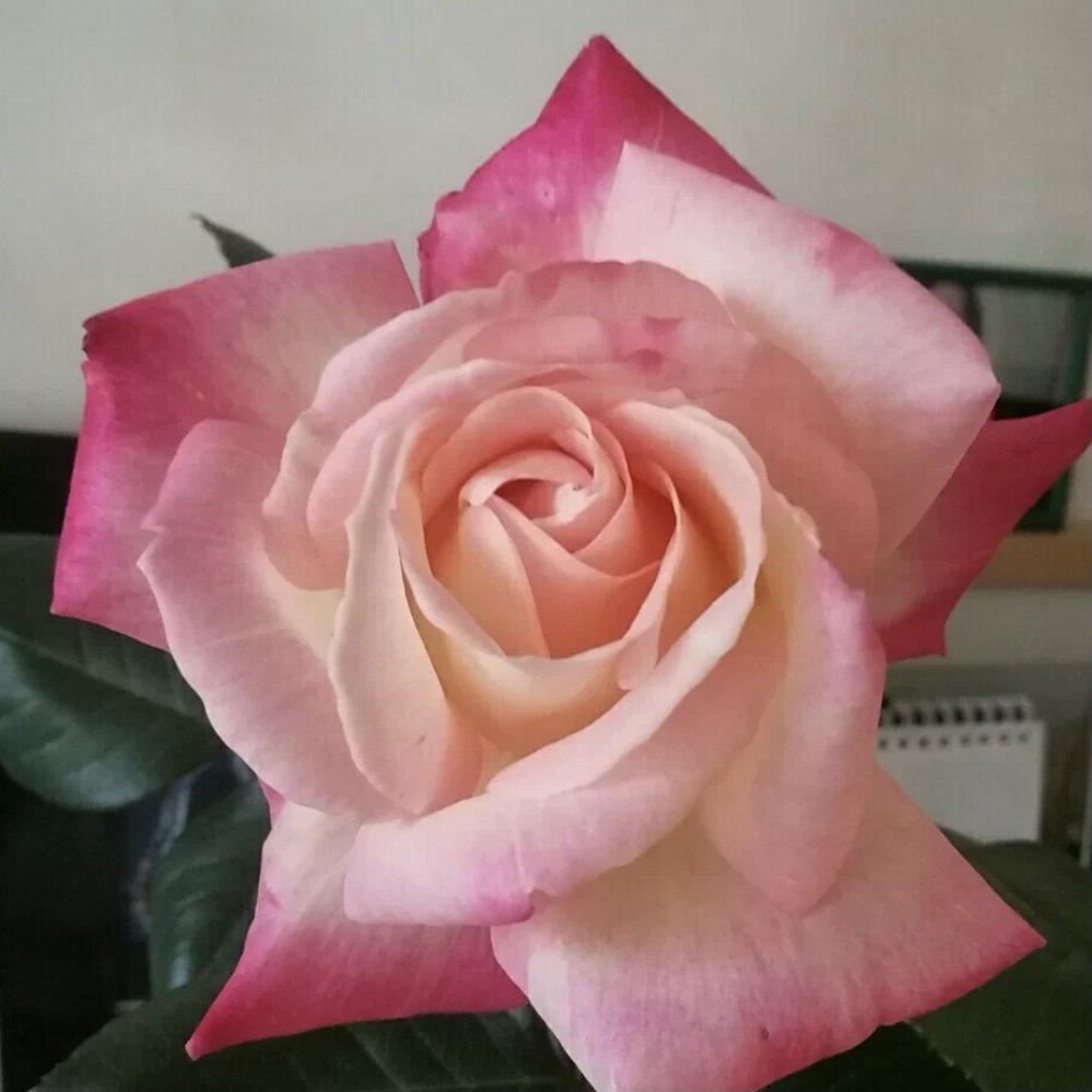 老花摩纳哥公主中苗复色大花浓香月季月季花花苗花卉