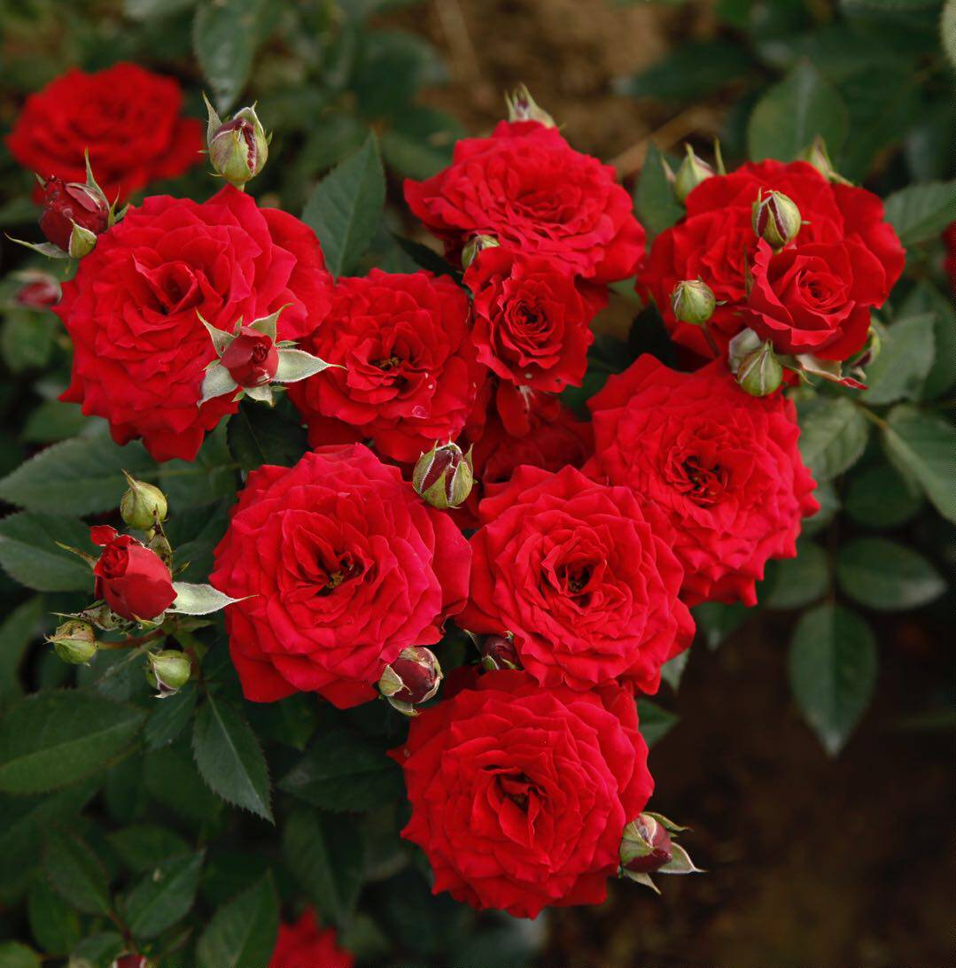 老花娜塔大花耐热多头月季月季花花苗绿植花卉时令草本花卉