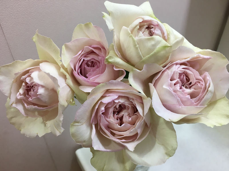 老花伊芙感谢香水中苗大花浓香月季月季花花苗花卉