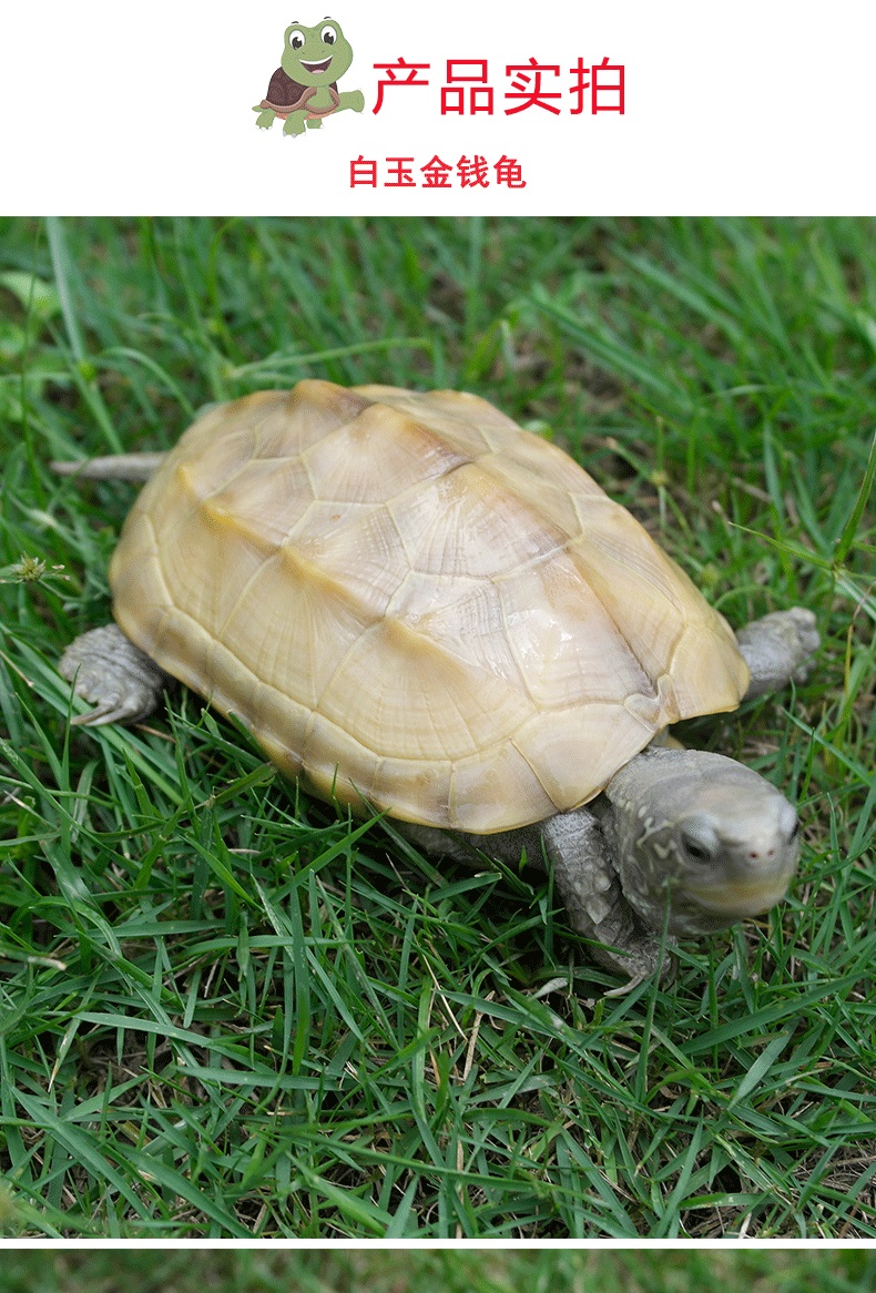 草龟白玉中华活体小乌龟宠物观赏易饲料饲料养外龟