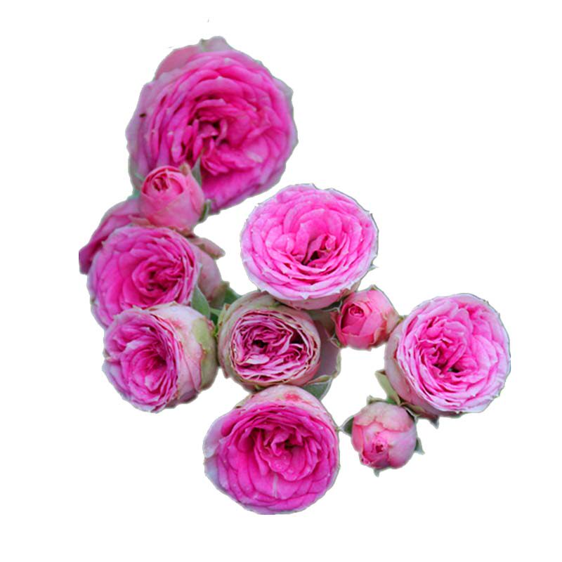 多头微型月季月季花花苗粉色四季开花微月蔷薇其他