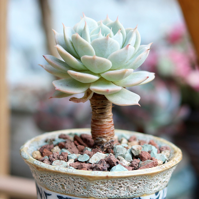 植物光环老桩多肉木质化小老桩雪域巴黎肉肉组合多肉植物