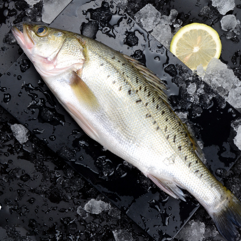 鲈鱼新鲜海海鲜水产鲜活速冻特大级深海鱼500g其它