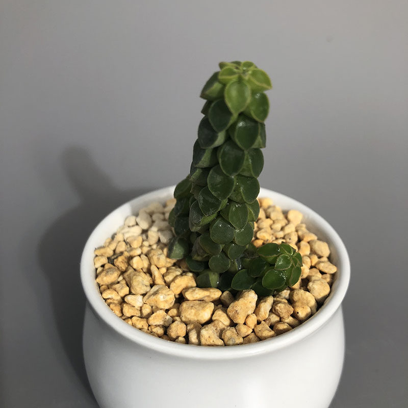 椒草多肉植物稀有品种象蹄多头群生象足叶椒草多肉植物