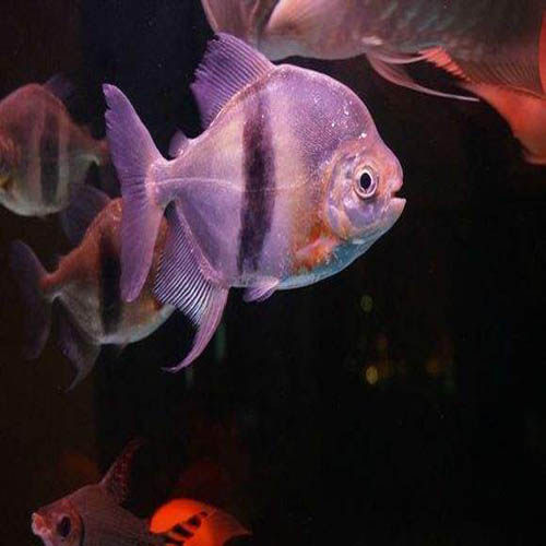 水族宠物活体中大型热带鱼观赏鱼粗线银板风水鱼龙鱼