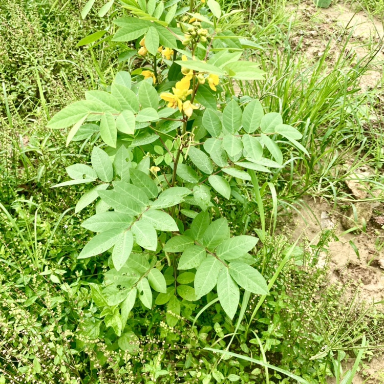 灭门种苗盆栽望江南野决头晕草驱蛇草灭蛇草防绿植