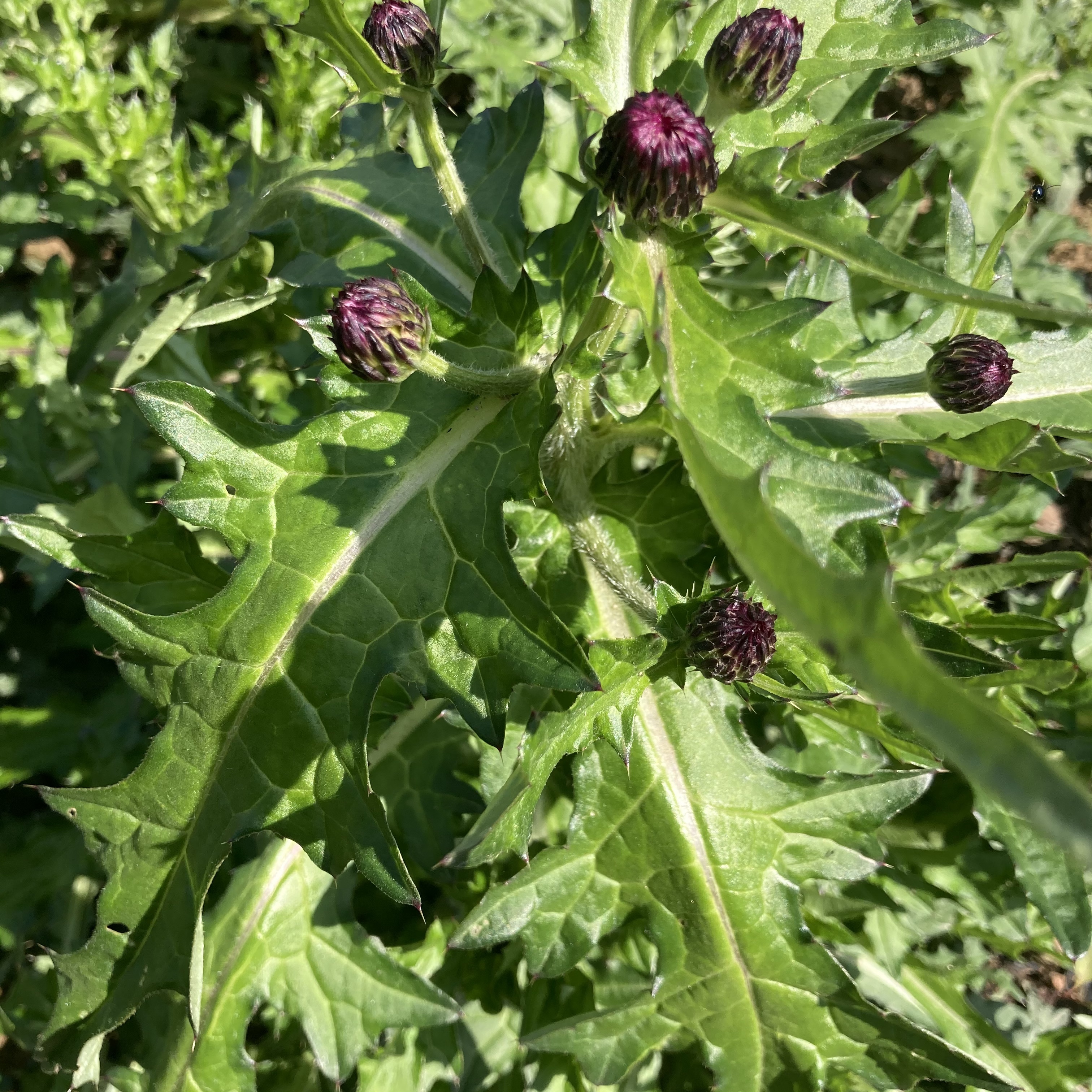 大蓟根新鲜刺蓟大刺盖剌儿菜萝卜草鞋刺土红花其他药食同源食品