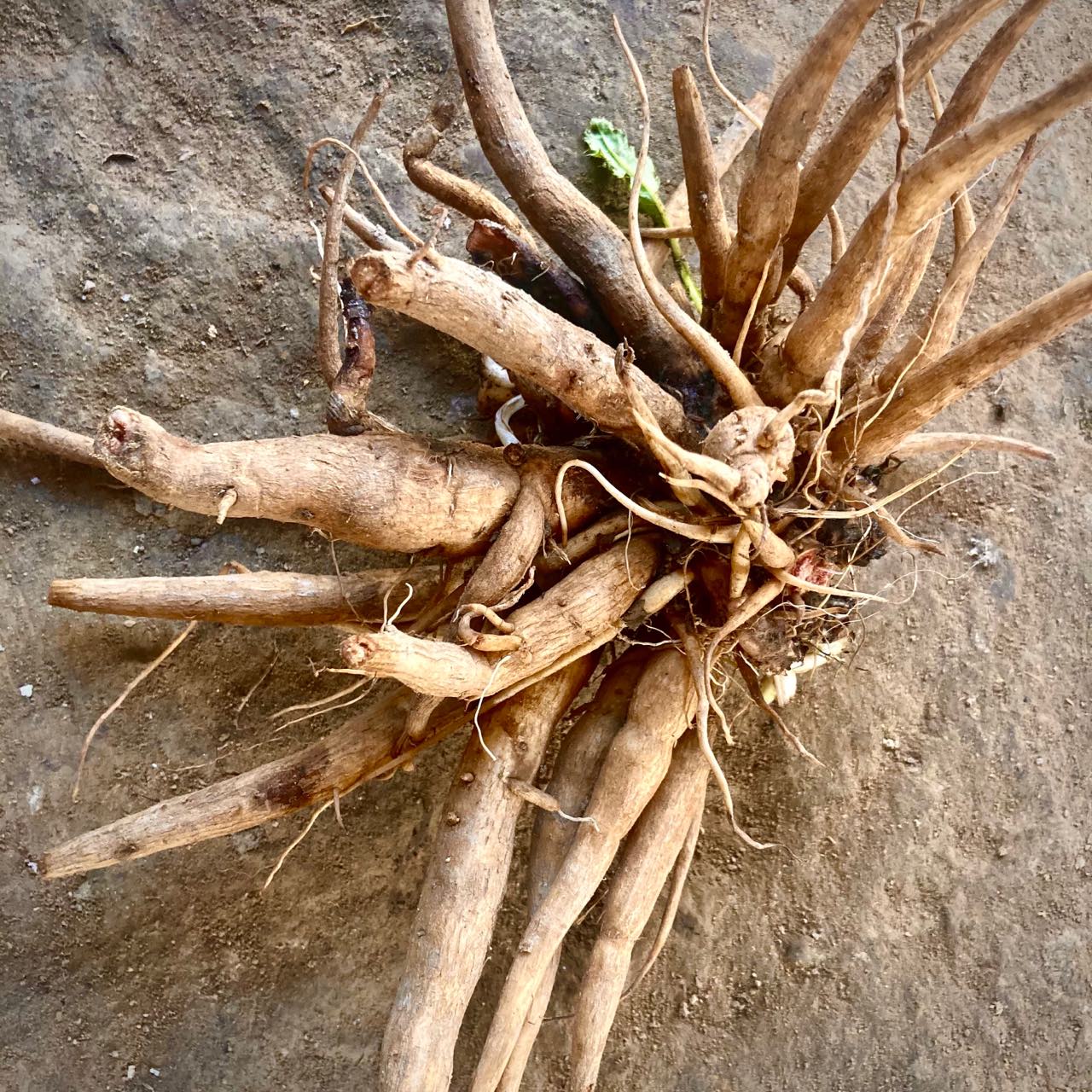 大蓟根新鲜山牛蒡马刺草大刺盖根牛口刺刺蓟根虎蓟根其他药食同源食品