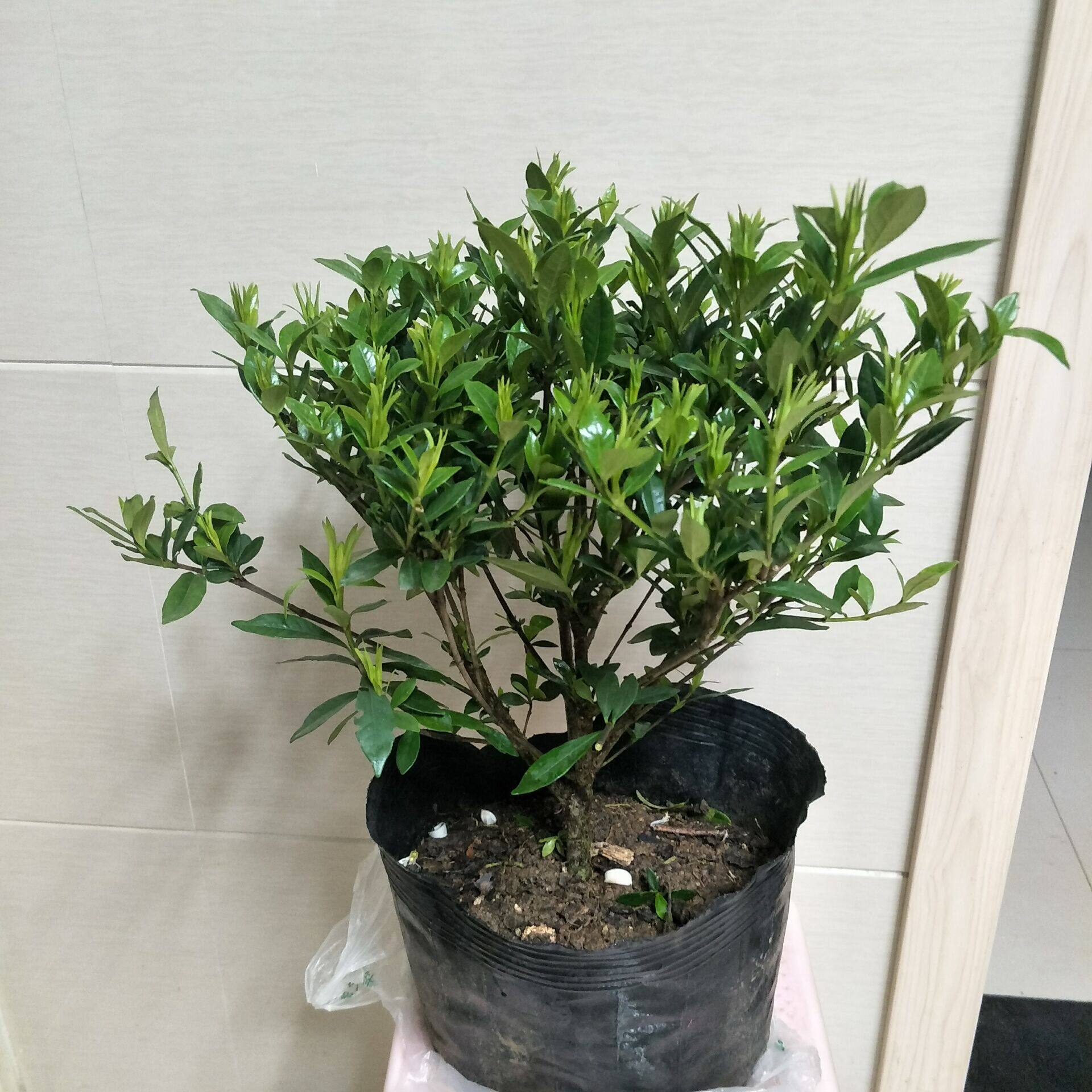 独杆罗汉栀子花土培室内花卉绿植盆栽开花超级时令草本花卉