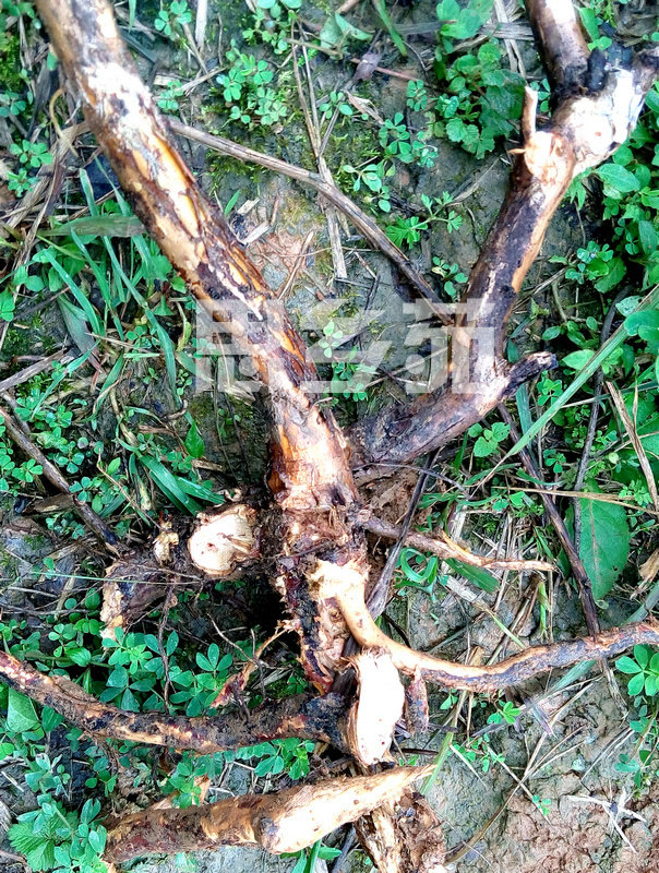 刺梨根 新鲜 贵州深山现挖野生老根 vc之王500g泡酒泡水两用包邮